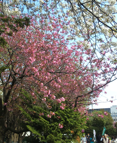 道庁赤れんが
